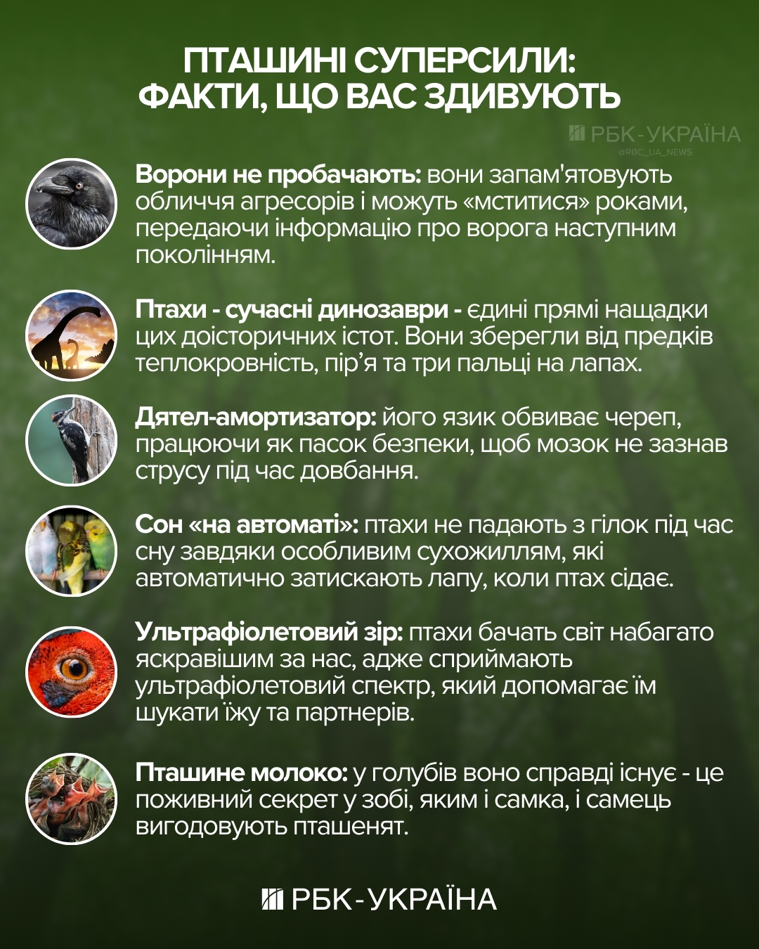 Куда исчезают воробьи, как мстят вороны и почему попугаи матерятся: интервью с орнитологом